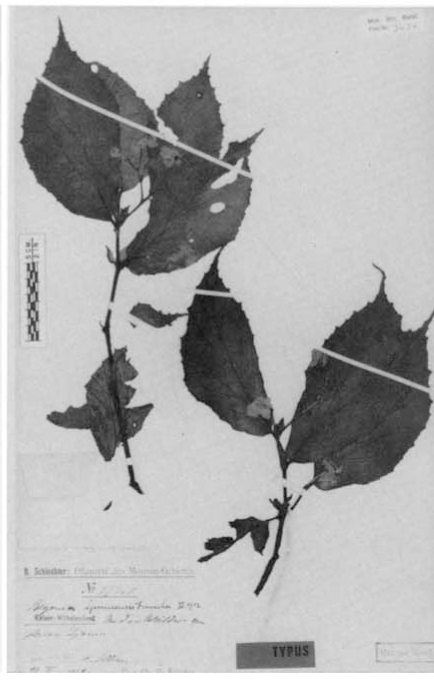 B. djamuensis